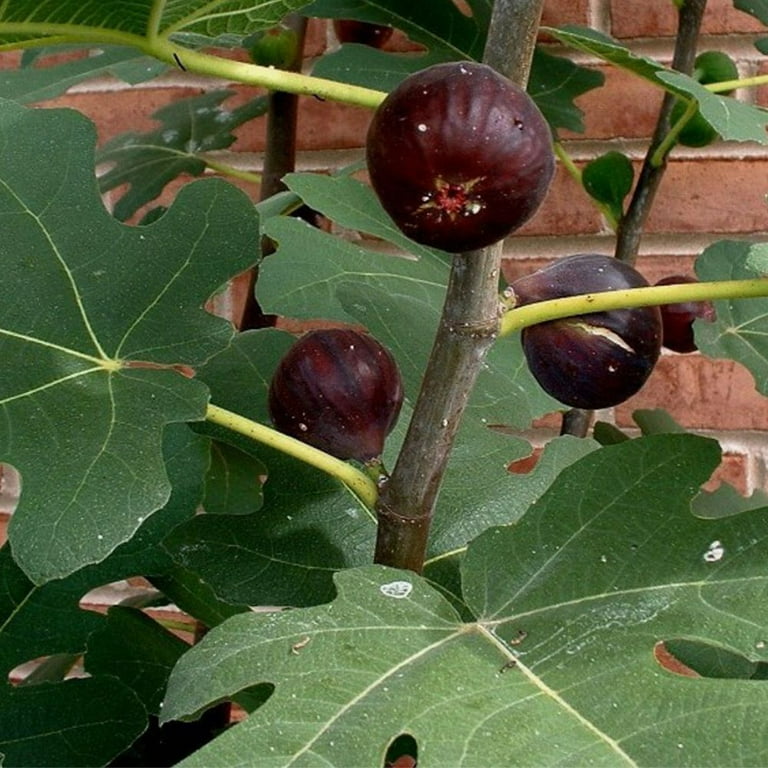 Expert Gardener 3-4 ft tall Chicago Hardy Fig Live Tree in 7