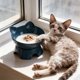 thumbnail image 4 of Cuenco elevado para perros y gatos con soporte de cuello a 15° - Plato inclinado para comida antiasfixia para razas de cara plana, base antideslizante con peso, cuenco fácil de limpiar, 4 of 6