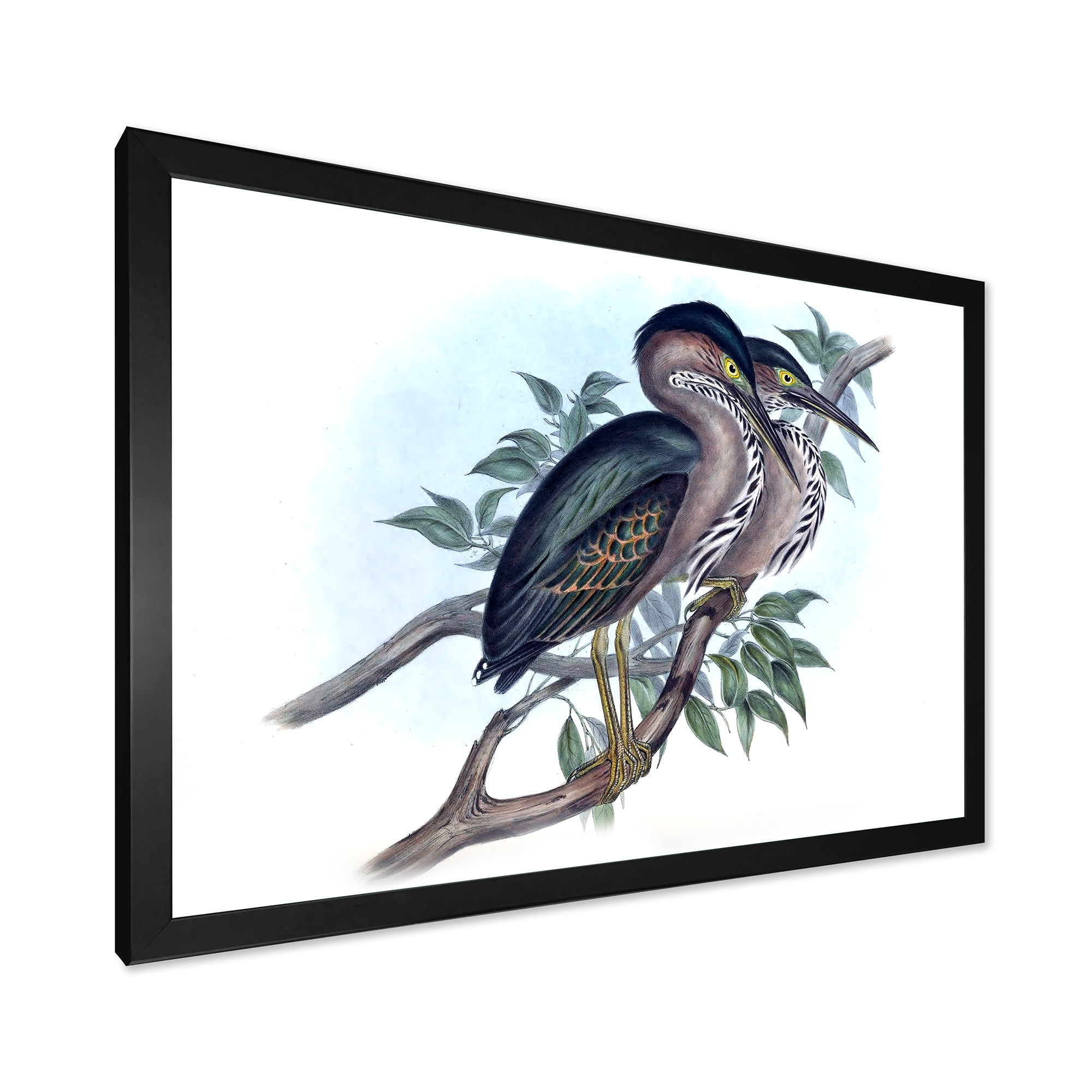 Designart 'Ancient Australian Birds VII' Traditional Framed Art Print