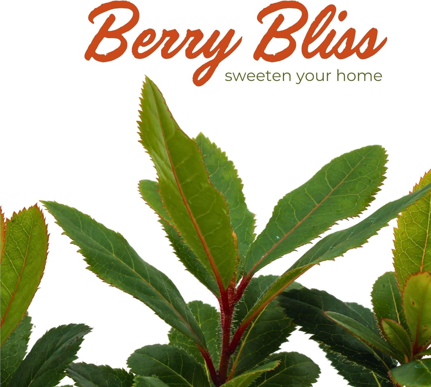 2 Arbutus Unedo - Live Strawberry Tree Plants  – Sweet Resilient Beauty, Thriving in 2.5" Nursery Cubes