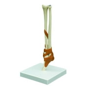 Rudiger Anatomie Functional Elbow Joint with Ligaments