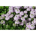 thumbnail image 5 of 150 Creeping WINTER SAVORY Satureja Montana Herb Pink Flower Seeds, 5 of 9