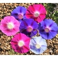 thumbnail image 2 of TomorrowSeeds - Morning Glory Tall Mix Seeds - 1500+ Count - For 2026 Planting Ipomoea Purpurea, 2 of 10