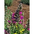 thumbnail image 2 of 20 CAT THYME Teucrium Marum aka Cat Crack, Kitty Crack, & Mediterranean Germander Silvery Foliage Red Purple Flower Herb Sub-Shrub Seeds, 2 of 5