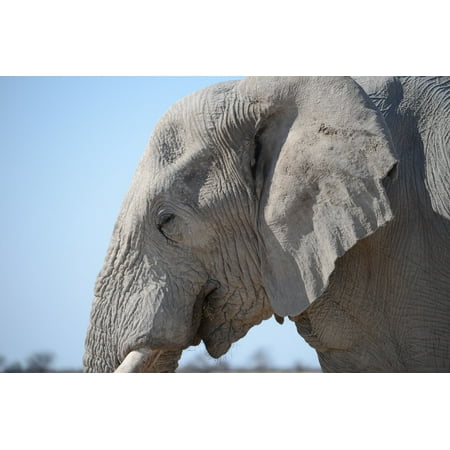 Wilderness Animal - Canvas Print Wilderness Elephant Animal Animal World Nature Stretched Canvas 10 x 14