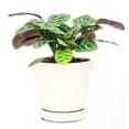 thumbnail image 5 of Calathea Burle Marx (4"+ Plastic Pot) - Easy to Care Houseplant for Beginners - Best Houseplant for Home Decoration, 5 of 6