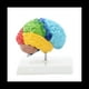 thumbnail image 1 of Hemisferio Derecho del Cerebro Modelo de Cuerpo Humano EducacióN Modelo de Cerebro 1:1 para Estudiantes EnseñAnza Estudio Modelo de Ensamblaje, 1 of 5