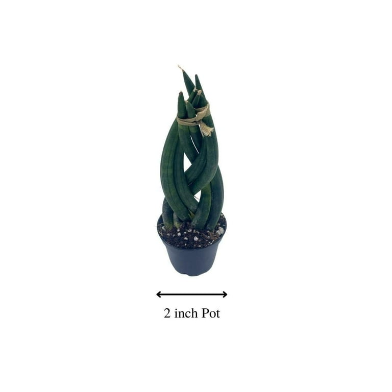 5 foot snake plant Sanservieria Laurentii 