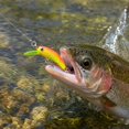 thumbnail image 3 of Izexuh Small Minnow Fishing Lure Set, Slow Sinking Stream Hard Baits, Multi-Pack Trout Lures for Creek Fishing, 3 of 5