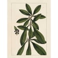 thumbnail image 3 of Silva, John 15x18 Black Modern Framed Museum Art Print Titled - Silva Leaves II, 3 of 5