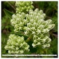 thumbnail image 2 of Everwilde Farms - 1 oz Prairie Indian Plantain Native Wildflower Seeds - Gold Vault Bulk Seed Packet, 2 of 2
