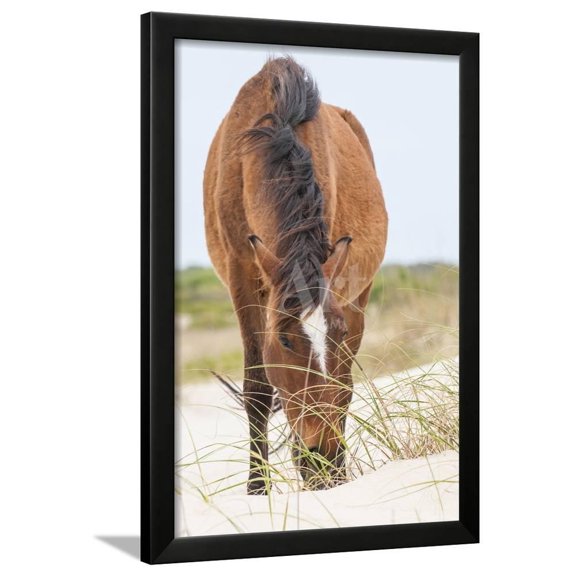 Wild Mustangs in Currituck National Wildlife Refuge, Corolla, Outer Banks, North Carolina, Animals Framed Art Print Wall Art by Michael DeFreitas Sold by Art.Com