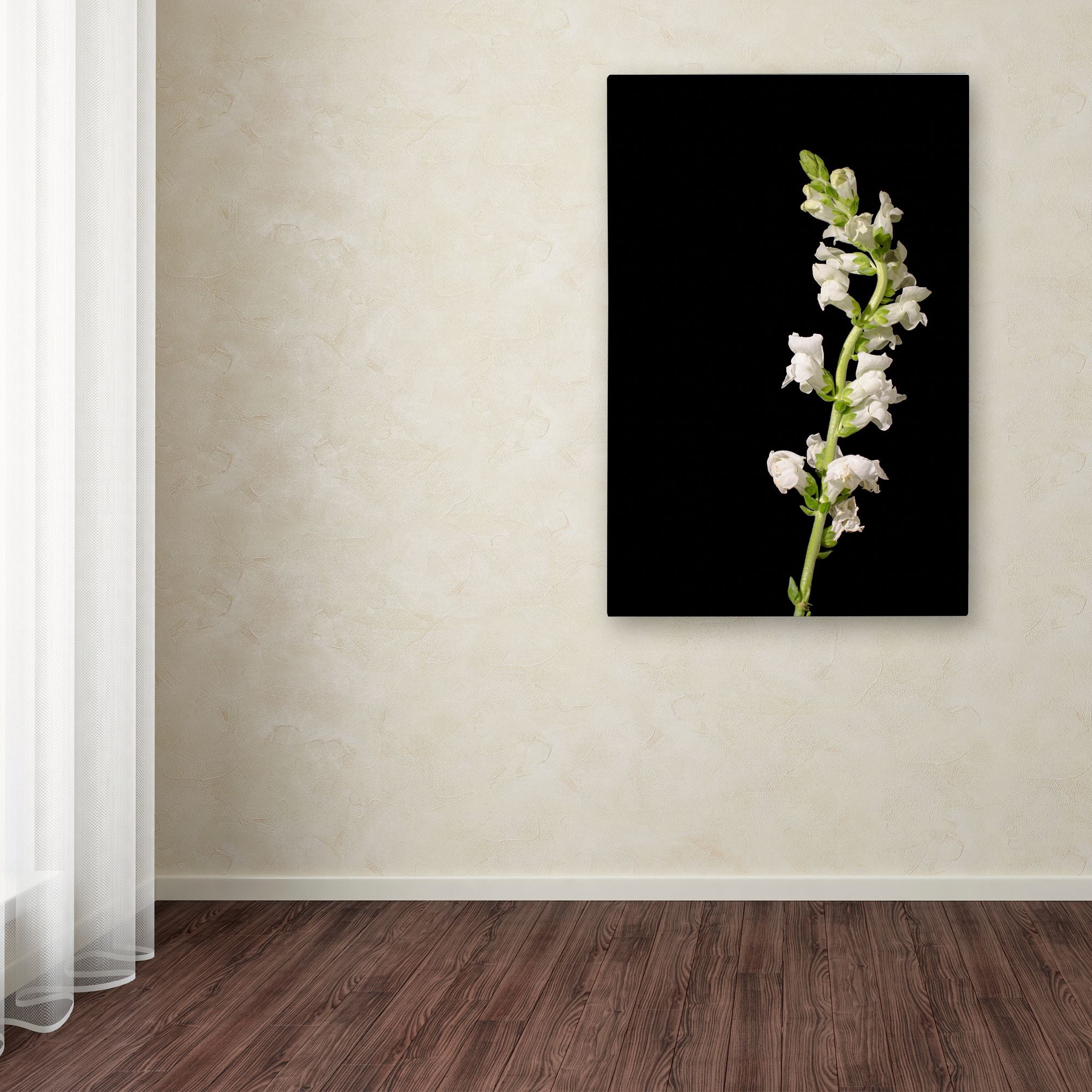 Trademark Fine Art 'White Snapdragons Against Black Background' Canvas Art by PIPA Fine Art