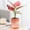 Pink, variant on 100Fens Self-absorbing Lazy Transparent Water Storage Mess Cultivation Small Potted Flower Pots, Indoor Living Room Desktop Water Storage Mess Cultivation Plastic Flowe