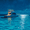 Night Ocean Yacht, variant on Qisvanset Country Cottage Wildflowers Canvas Print 15.75x11.81 Inches