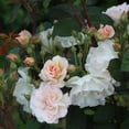 thumbnail image 3 of Heirloom Roses White Rose Plant - Penelope Hybrid Musk Rose Bush, 3 of 7