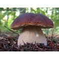 thumbnail image 1 of GSDWIUEW Mushrooms Porcini Spores Spawn Mycelium Heirloom for Planting, 1 of 8