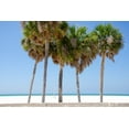 thumbnail image 2 of DeNardo, Laura 24x17 White Modern Wood Framed Museum Art Print Titled - Coastal Palms I, 2 of 4