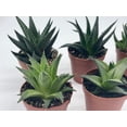 thumbnail image 5 of Haworthia Variety Assortment, 6 Different Haworthia Plants, in 2 inch pots, Super Cute, Best Gift, Plant Collection Set, Variety Bundle, 5 of 8