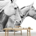 thumbnail image 3 of wall26 - Purebred Horses - Removable Wall Mural | Self-Adhesive Large Wallpaper - 66x96 inches, 3 of 6