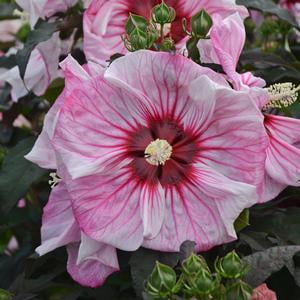 Perennial Hibiscus - Hibiscus-Cherry-Choco-Latte - QT Pot (Perennial) - Shipping Starts June 3rd
