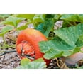 thumbnail image 4 of 10 Seeds American TURKS TURBAN SQUASH Gourd Cucurbita Maxima Vine Seeds, 4 of 10