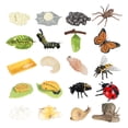 thumbnail image 3 of Modelo de Animal Yotijar Figuras de Ciclo de Crecimiento para Proyecto Escolar, 3 of 10