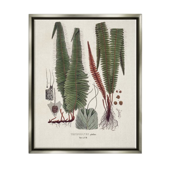 Stupell Industries Fern Latin Study Botanical & Floral Painting Gray Floater Framed Canvas Art Print Wall Art, 25 x 31