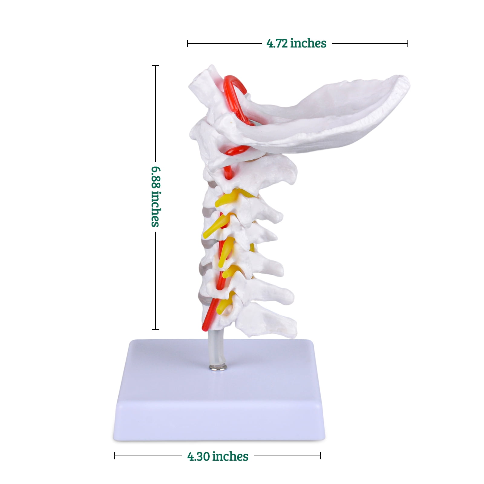 Anatomy Model Life Size Cervical Spine Model - Medical Teaching Tool ...