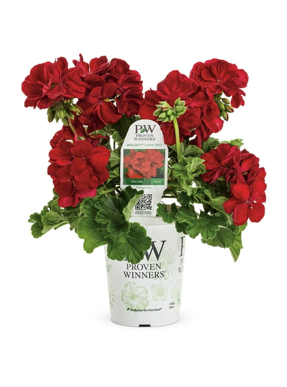 Geraniums in Annuals