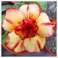 Perennializing,Red&Yellow Mixed Desert Rose,Naturalizing,Flower,Outdoor