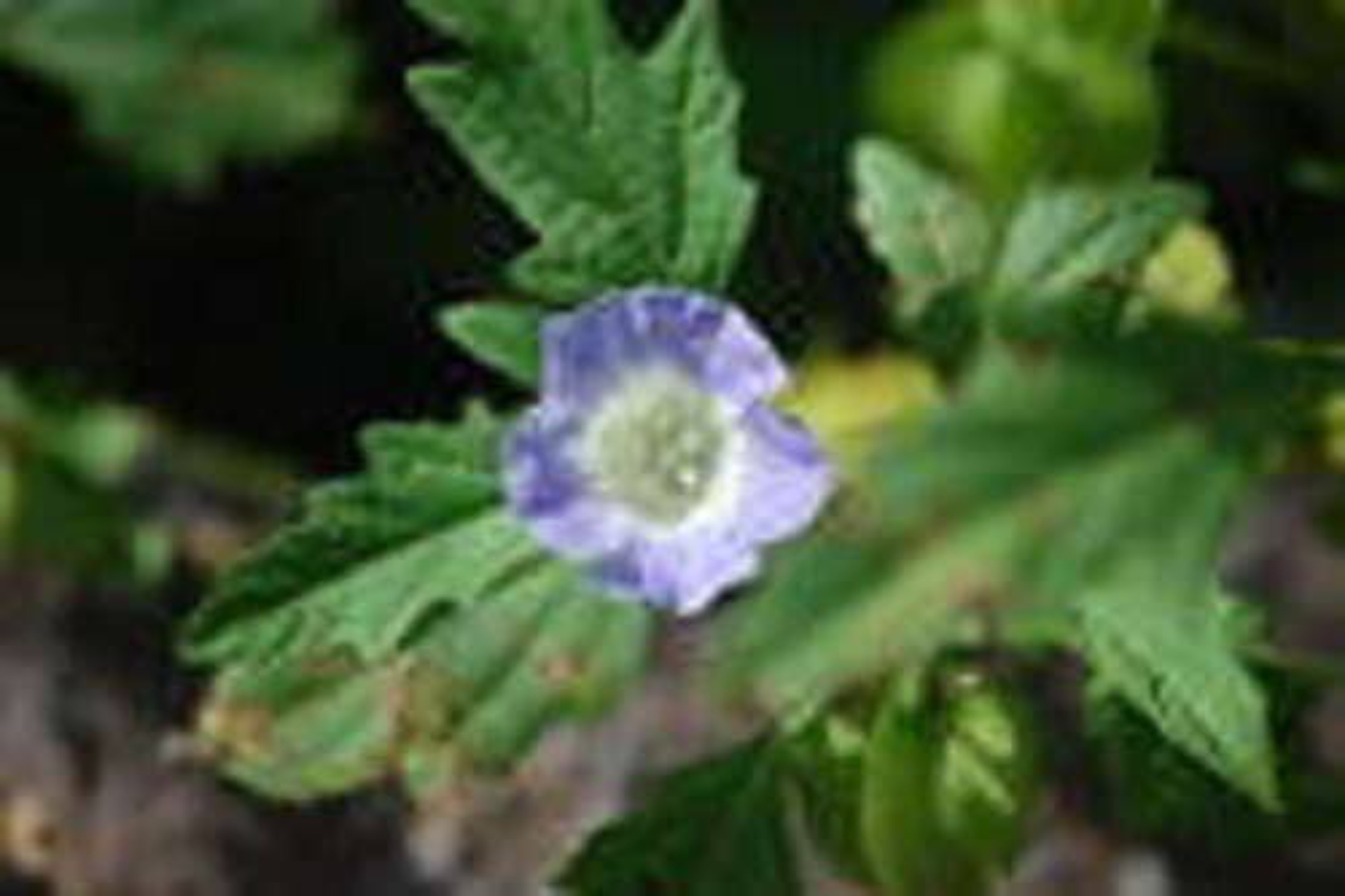 100 APPLE OF PERU Shoofly Plant Nicandra Physalodes Violet Blue Flower Seeds - image 3 of 5