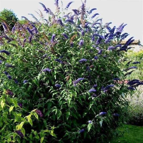 Buddleia Black Knight 3 Live Plants Fragrant Butterfly Bush, Attracts Butterflies & Hummingbirds, Drought Tolerant Flowering Shrub