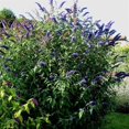 thumbnail image 7 of Buddleia Black Knight 3 Live Plants Fragrant Butterfly Bush, Attracts Butterflies & Hummingbirds, Drought Tolerant Flowering Shrub, 7 of 7