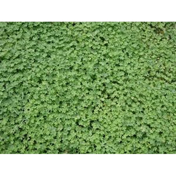 Pennington Micro Clover Grass Seeds, 20 lbs - Low Maintenance