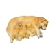thumbnail image 5 of Figura de perro en miniatura,Figura de perro en miniatura para decoración de jardín de hadas,Figura de animal en miniatura para maceta decorativa,Accesorios para casas de muñecas con Amarillo, 5 of 8