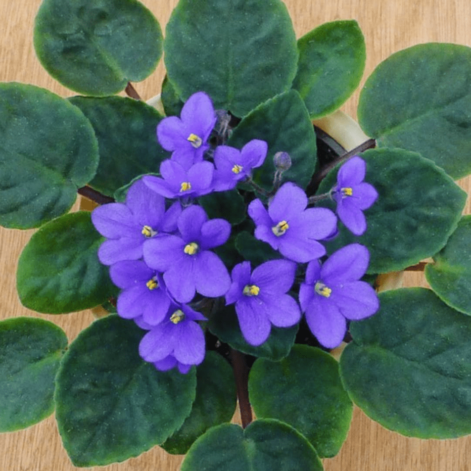 Blue Africa Violets Live Plant for Planting Indoor Outdoor, Blue Blooming Violet, Easy to Care, Houseplant Decor, Indoor Flowering Plant, 4 Inch Pot
