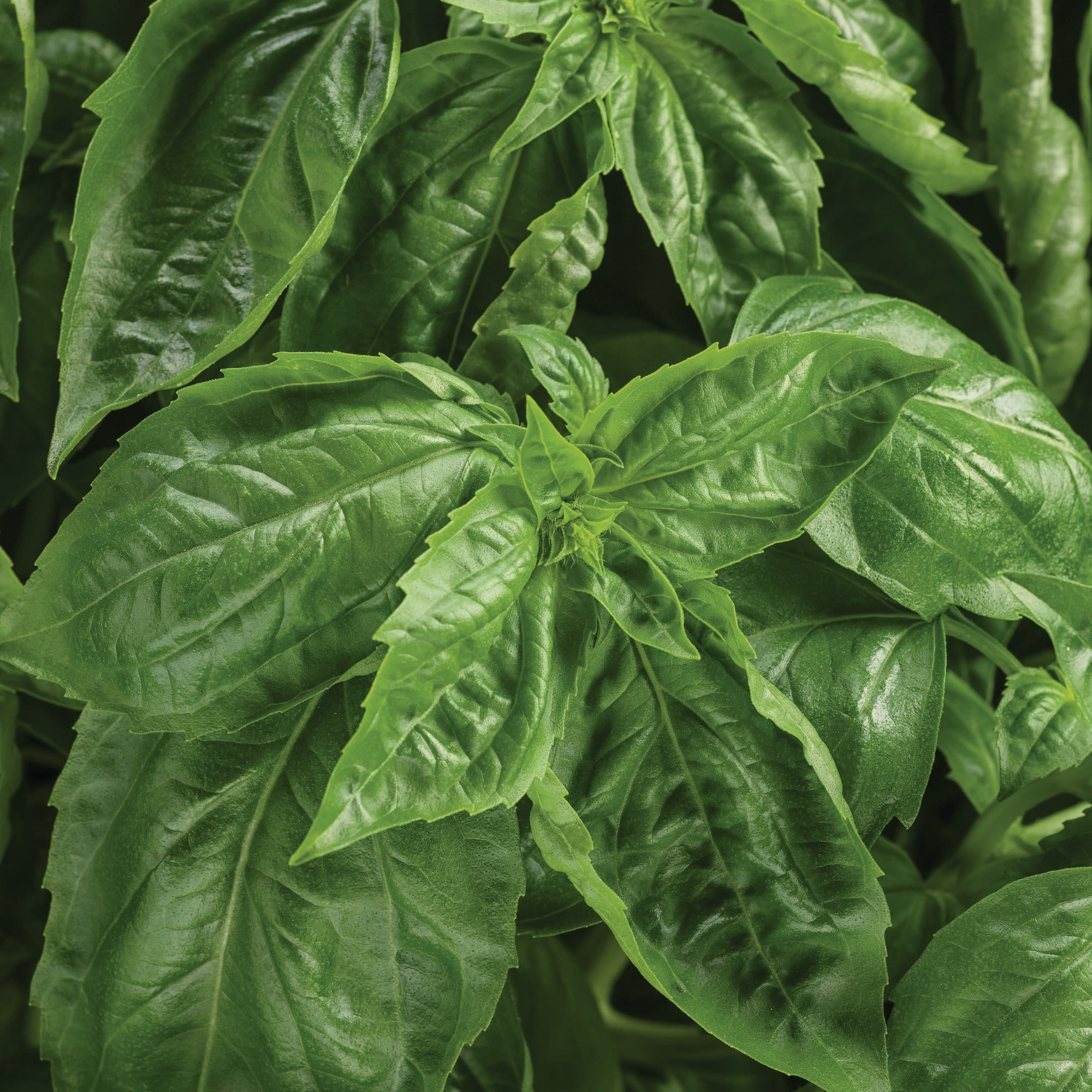 Proven Winners 4" Amazel Basil Sweet Italian Basil Live Herb Plant in 4.25" Pot (4 Count)