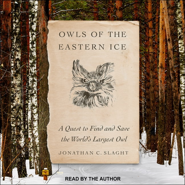 owls eastern ice owls eastern ice