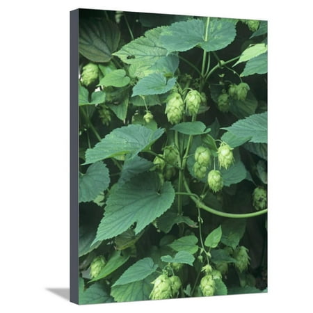 David Cone Hand Signed - Hops, Humulus Lupulus, Cones Commonly Used in Brewing Beer Stretched Canvas Print Wall Art By David Sieren