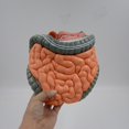 thumbnail image 6 of Milue Anatomical Large Intestine and Cecum Model for Diseases Study, 6 of 15