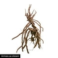 thumbnail image 4 of Direct Gardening Splish Splash Geranium Flowering Perennial Dormant Bare Root Starter Plant, 4 of 5