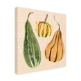 thumbnail image 2 of Annie Warren 'Decorative Gourd II' Canvas Art, 2 of 3