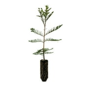 Montezuma Cypress | Medium Tree Seedling | The Jonsteen Company