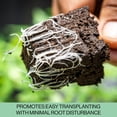 thumbnail image 4 of Bandejas Seed Starter The Hydroponic City para plántulas de 216 células, 4 of 6