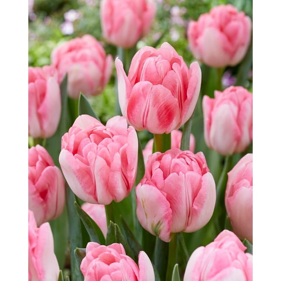 Foxtrot Double Tulip Bulbs for Planting - Easy to Grow Perennial Tulips (5 Bulbs)