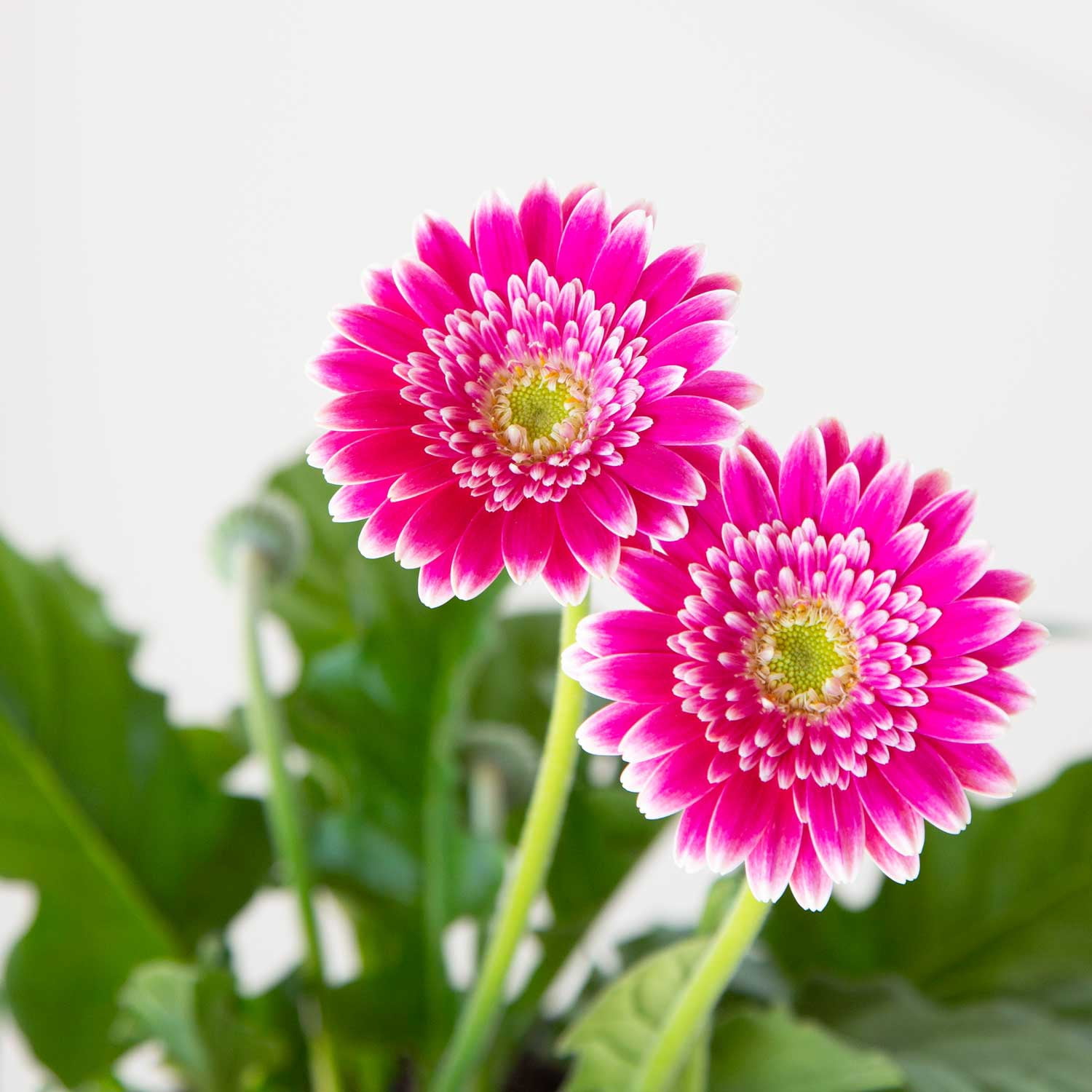 Southern Living Frosted Hot Pink Garden Jewels Gerbera Daisy Live Shrub in 2.5-Quart Grower Pot