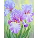 thumbnail image 1 of Taladro Pintura Diamante (DB3131) 5D DIY Full Blossom Flores Punto de Cruz (B1599) 20X30cm Hugtrwg Para estrenar, 1 of 1