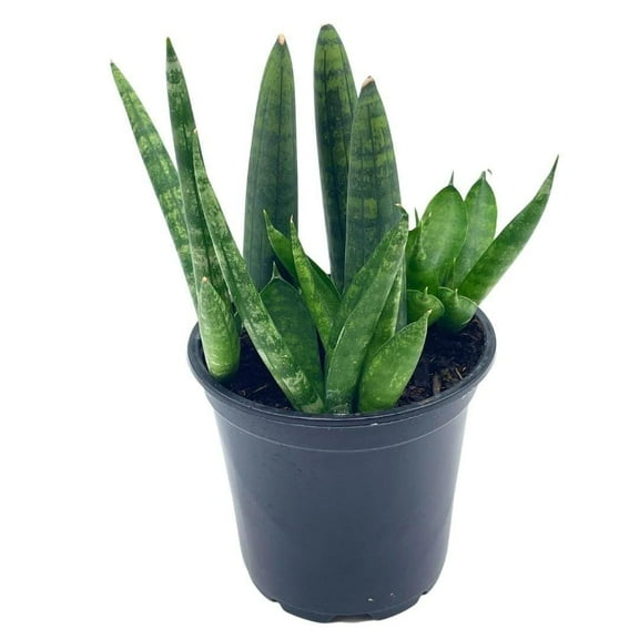 Sansevieria Cylndrica Boncel Starfish Snake Plant, Cylindrical Snakeplant, 4 inch Pot, Super Filled
