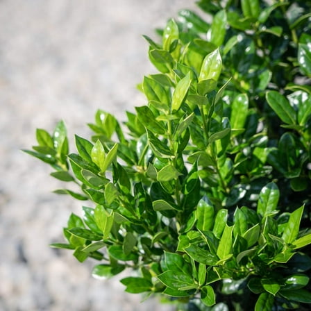 Dwarf Burford Holly - 3 Gallon Pot, Live Evergreen Shrub, Fragrant Flowers, Full/Part Sun, Outdoor
